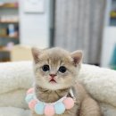 강남고양이분양 나비캣 이미지