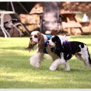 오늘도 신나개 이미지