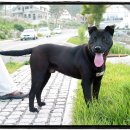 겔베하우스 이미지