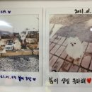 부엉이애견펜션 티스토리