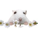 지지 게임장 이미지