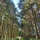 사이프러스 | 늦여름 날씨의 제주 사이프러스 라운딩 후기