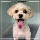 리라동물병원 이미지