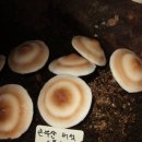 삼박골농장 이미지