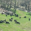 흑염소목장 이미지