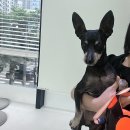꿈이크는 동물병원 | 대구24시바른동물의료센터 🐾 — 12살 꿈의 노령견건강검진 후기