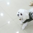 꽁이 이미지