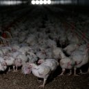 전력 위기와 조류독감으로 인해 남아프리카공화국의 닭고기 부족이 임박했습니다 이미지
