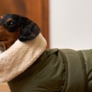 도그엔젤 이미지