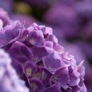 다모아결혼정보 이미지