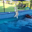 놀다가개 이미지