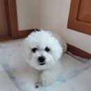 서구애견센타 이미지