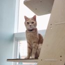 잔다냥 천안점 이미지