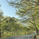 이가락 | 🌲자연 속 마운틴 뷰 맛집 울산 애견 동반 캠핑장 🐾 [이가락 캠핑]