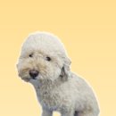 왈츠동물병원 이미지