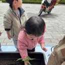 하늘반 식목일 맞이 모종 심기 활동🌱 이미지