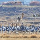 주남저수지 이미지