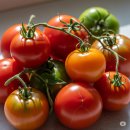 토마토 이미지