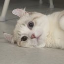 늘품동물병원 | 청주 분평동 늘품동물병원 수컷고양이 중성화 후기