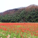 빛(꽃)의정원 이미지