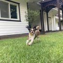 둥글댕글 | 수제 강아지 간식전문점 둥글댕글 케잌 후기