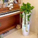 황금죽 | 김포 풍무동 개업화분, 센스 문구와 황금죽 배송 후기 (서울/경기 전 지역)