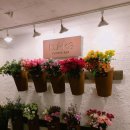 손플라워카페 이미지