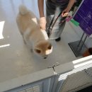 아이펫살롱 이미지