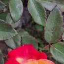 전국최대규모의 천일홍군락지이며 핑크뮬리의 성지인 도시테마공원, 이곳 양주시"나리농원"의 꽃구경사진. 이미지