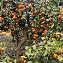 해뜸3농장 이미지