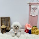 486독스쿨 이미지