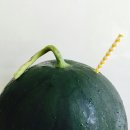 나도마켓