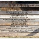 제172회차 2018년 7월14일(토) 강원 인제 "자작나무 숲"산행" 이미지