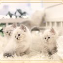 서울고양이분양 묘연 | 명동 네바마스커레이드분양 후기: 특별한 묘연