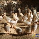 구구축산농원 이미지