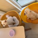 만능카인테리어 | 제주공항 근처 애견동반가능한 브런치 맛집 카페 깅코