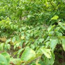 단산농장 이미지