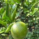 제남농장 이미지