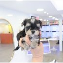 개키우는남자 강아지분양 대구본점 이미지