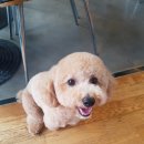 봄나래동물병원 이미지