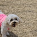 스토리멍 여수애견호텔/여수애견유치원 이미지