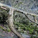 지혜의 나무 이미지