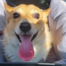 애틋하개 이미지