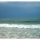 부산갈메기 이미지