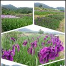 창포농장 이미지