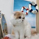 코코바리 이미지