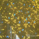 은빛파랑 이미지