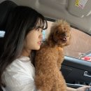 프찌 | 천안 두정동 프찌 넓은 애견카페 추천 및 방문 후기