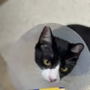 목동찬동물의료센터 | 내돈내산 | 고양이 구내염 치주염 치석에 좋은 고양이 치약, 칫솔 추천!