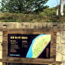 초평밤나무 이미지